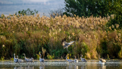Wall Mural - common cranes (grus grus) in the water. cranes flock on the lake at sunrise. morning landscape of hu