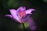 Fototapeta Tulipany - A flor e a cor