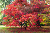 Fototapeta Sawanna - Japanese Maple (Acer palmatum) tree leaves in Autumn colours, United Kingdom