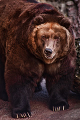 Wall Mural - Huge brown Russian bear close up, huge fat carcass with shiny fur,