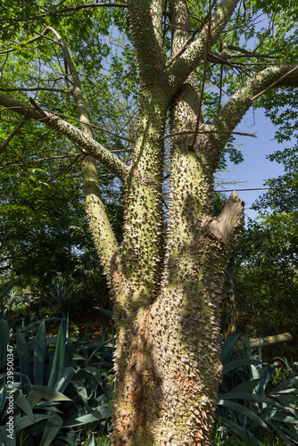 The Ceiba Chodatii Or Floss Silk Tree Showing Woody Conical Spines Along The Trunk Kenya East Africa Stock Photo Adobe Stock The Ceiba Chodatii Or Floss Silk Tree Showing Woody Conical Spines Along The Trunk Kenya East Africa Stock Photo Adobe Stock
