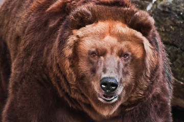  big head of a huge brown bear