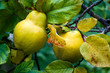 Ripe Quince (Cydonia oblonga) fruit growing on a tree branch during late Summer in the UK