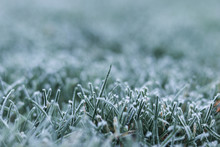 Close-up Shot Of Morning Frost On Green Grass At Early Winter Or Autumn Cold Morning. Cold Seasonal Weather. Copy Space. Selective Focus. Iced Frozen Grass On Meadow At Garden. Natural Background