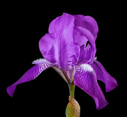 Poster - Amethyst iris flower isolated on a black background. Close-up. Flower bud on a green stem.