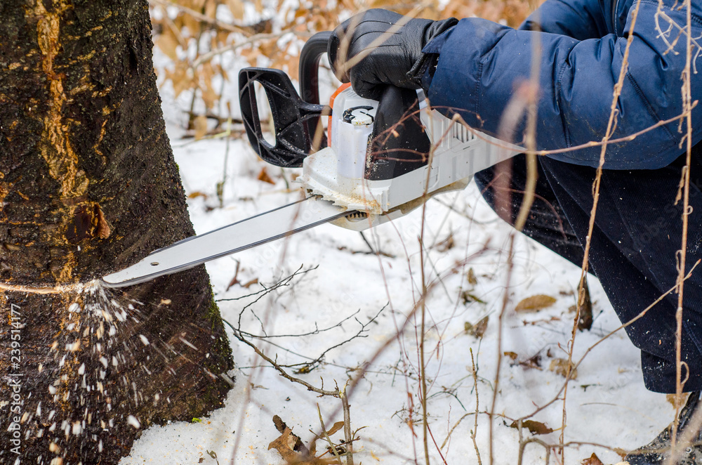 man in a dark jacket cuts a tree with the help of an electric chainsaw ...