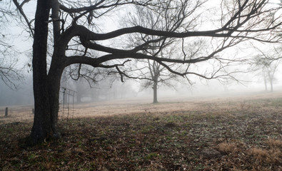 Wall Mural - Halloween background with spooky trees