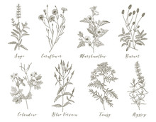 Vector Medicinal Herbs.
