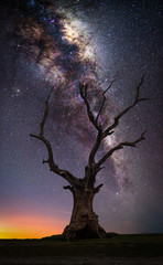 Wall Mural - silhouette dead big tree on hill with milky way at sunrise.