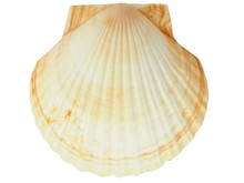 Seashell On White