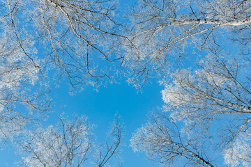  Through the treetops you can see the blue sky. Crowns of birches in winter are covered with frost against the blue sky. Winter background.