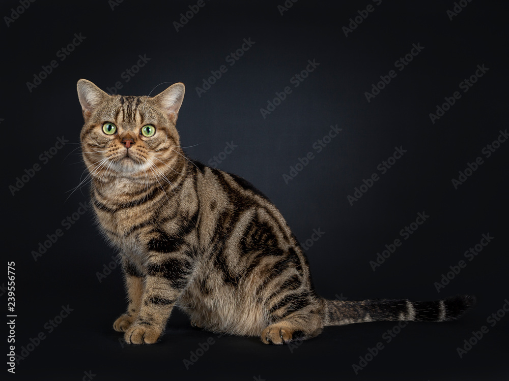 Handsome young adult black tabby American Shorthair cat sitting side ways. Looking straight at lens with yellow / green eyes. Isolated on a black background. - obrazy, fototapety, plakaty 