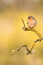 Small Bird Sitting On Mossy Twig