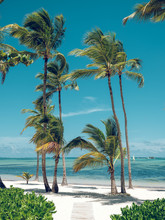 Wonderful Palms Growing Near Sea