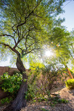 Fototapeta Kwiaty - a mesquite tree with the sun in the background
