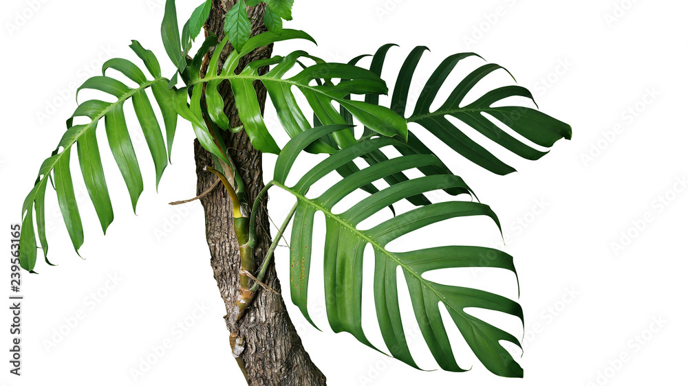Green leaves of native Monstera (Epipremnum pinnatum) liana plant growing  in wild climbing on jungle tree trunk, tropical forest plant evergreen  vines isolated on white background with clipping path. Stock-bilde | Adobe