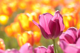 Fototapeta Kwiaty - bright lilac and orange tulips in a sunny field or in the garden