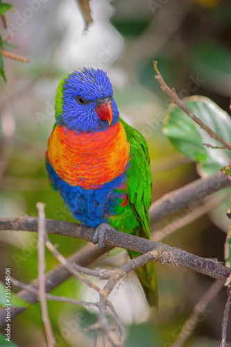 Fototapeta na szkło Rainbow lorikeet