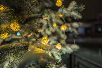 Close up of a pine cone or fir cone in a conifer tree at a Christmas tree farm with a garland of lights