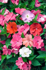 Sticker - Impatiens