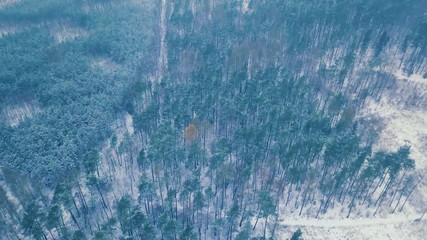 Wall Mural - 4k aerial with flight over winter snowy forest. 3840x2160, 30fps.