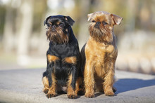 Brussels Griffon Dogs (Griffon Belge And Griffon Bruxellois) Sitting Together Outdoors On A Concrete Floor In Autumn