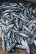 Fresh sardines fished in Sri Lanka, near Negombo.