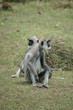Wild Langur Monkeys sitting on the grass in Sri Lanka.