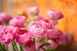 Persian buttercup. Bunch Crimson pink ranunculus flowers in Glass vase. Garland bokeh on background. Wallpaper