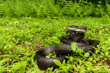 Eastern black rat snake - Pantherophis alleghaniensis