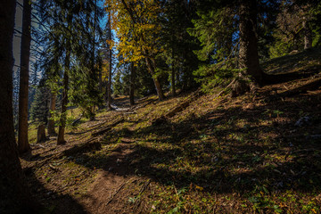 Wall Mural - Way to the top of Schneeberg from Stadelwand through colorful idylic autumn forest full of fallen leaves, Alpen, lower Austria