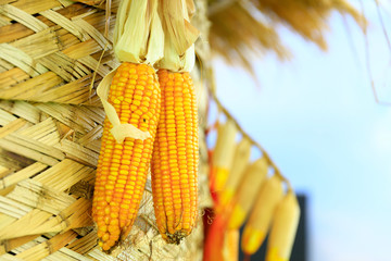 Poster - Ripe corn and garlic，A close-up