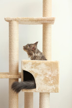 Adorable Maine Coon On Cat Tree At Home