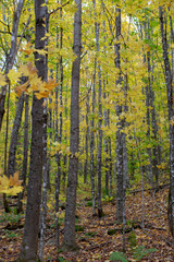 Wall Mural - New England Fall