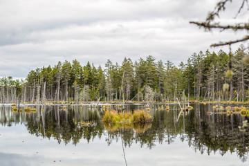 Sticker - New England Fall