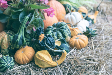 Close up.Orange pumpkins at outdoor farmer market.