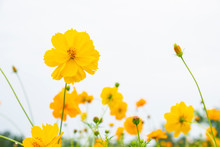 Yellow Flower Of Mexican Diasy, Sulfur Cosmos, Yellow Cosmos On White Background.