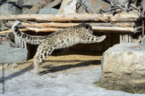 Saut Du Leopard Des Neiges Stock Photo Adobe Stock Saut Du Leopard Des Neiges Stock Photo Adobe Stock