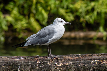 Sticker - Laughing gull