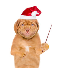 Poster - Smiling puppy in christmas hat holding pointing stick and pointin away on empty space. isolated on white background