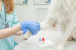 Close up veterinarian takes blood from a dog's paw with a syringe for analysis