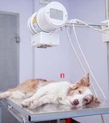 Sticker - Puppy  dog receiving an x-ray at a veterinary clinic