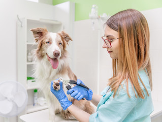 Sticker - veterinarian cutting dog toenails at clinic