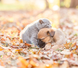 Canvas Print - Tiny kitten and mongrel puppy sleep together on autumn leaves at sunset