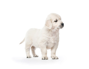 Wall Mural - Golden retriever puppy standing isolated