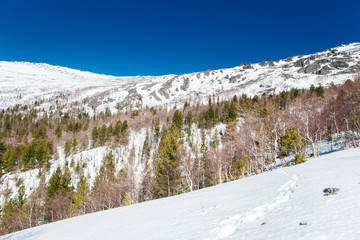 Forest at the foot of the mountain. Northern Urals. Russia.