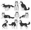Siberian Husky set, white and black purebred dog animal in various poses vector Illustration on a white background