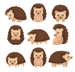 cute hedgehog in various poses set, prickly animal cartoon character with funny face vector illustra