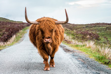  Scottish Highland Cattle Bull With Big Horns Stands On A Street In Scottish Highlands, Scotland, Great Britain