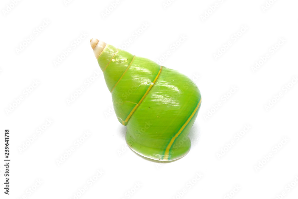 Tree Snail Shell Emerald green snail or Green tree snail, scientific name : Papustyla ...